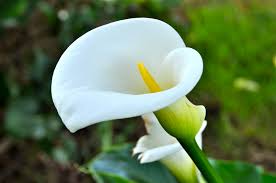 One-petalled white calla lily